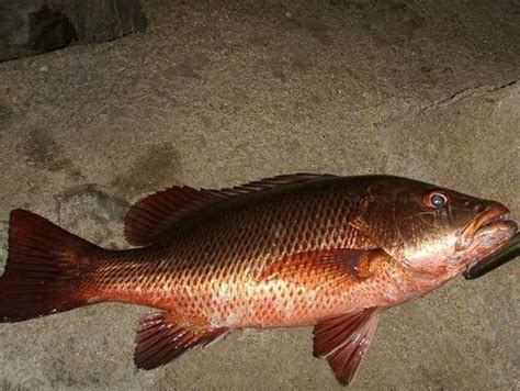 紅色的魚有哪些|最常見的50種食用魚，別再說你不認識，好好看看，你。